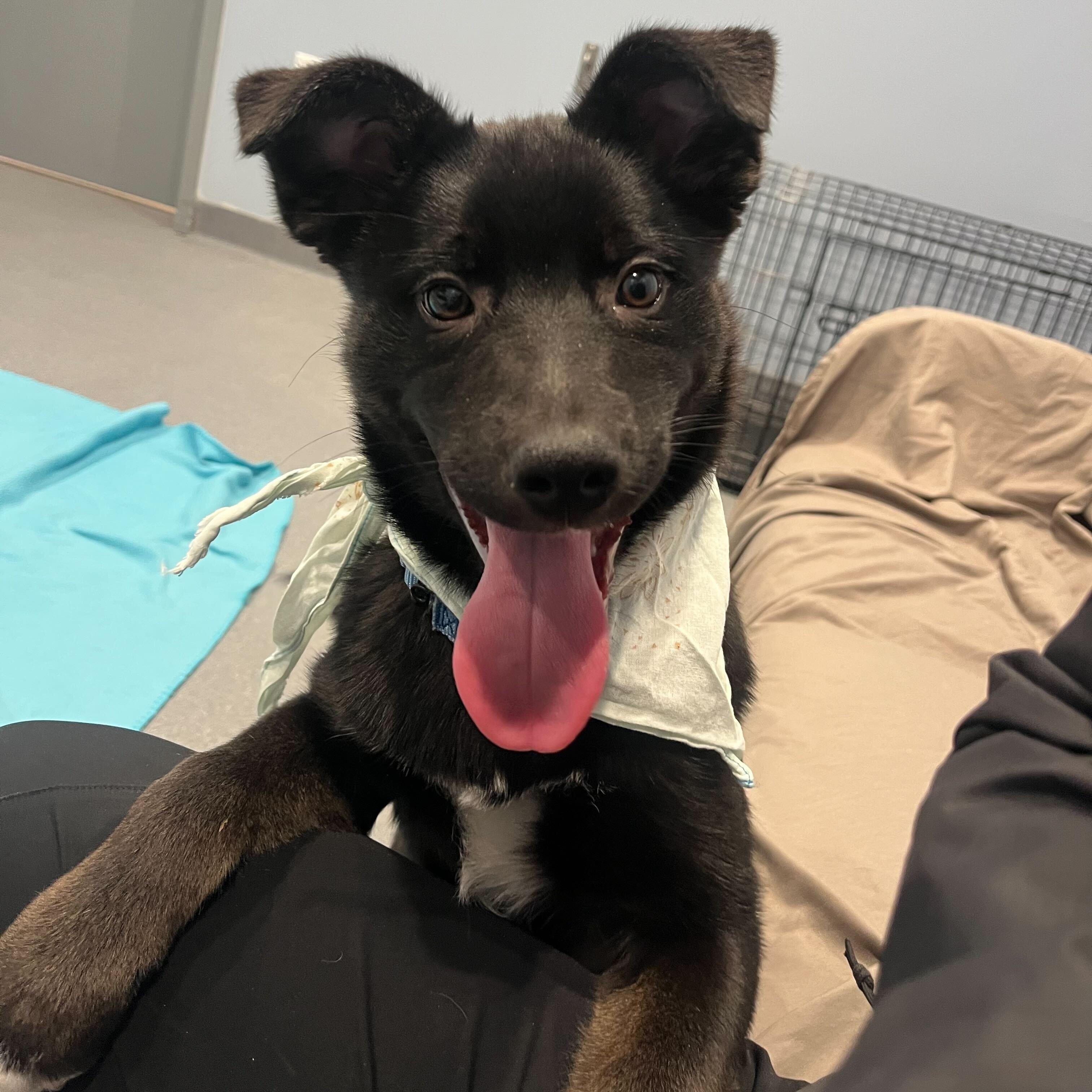 Meeney, an adoptable Mixed Breed in Canal Winchester, OH image 2/4