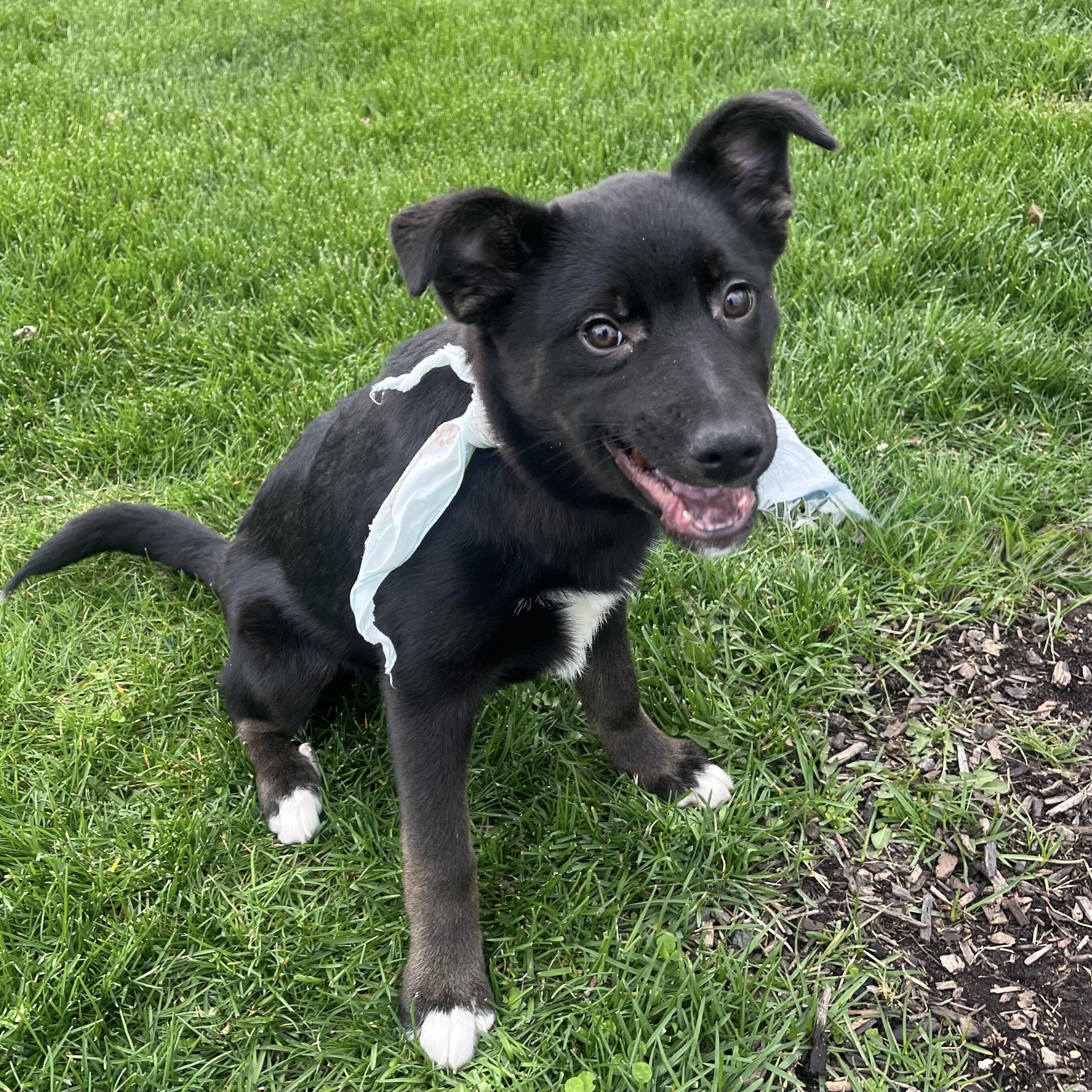 Meeney, an adoptable Mixed Breed in Canal Winchester, OH image 1/4