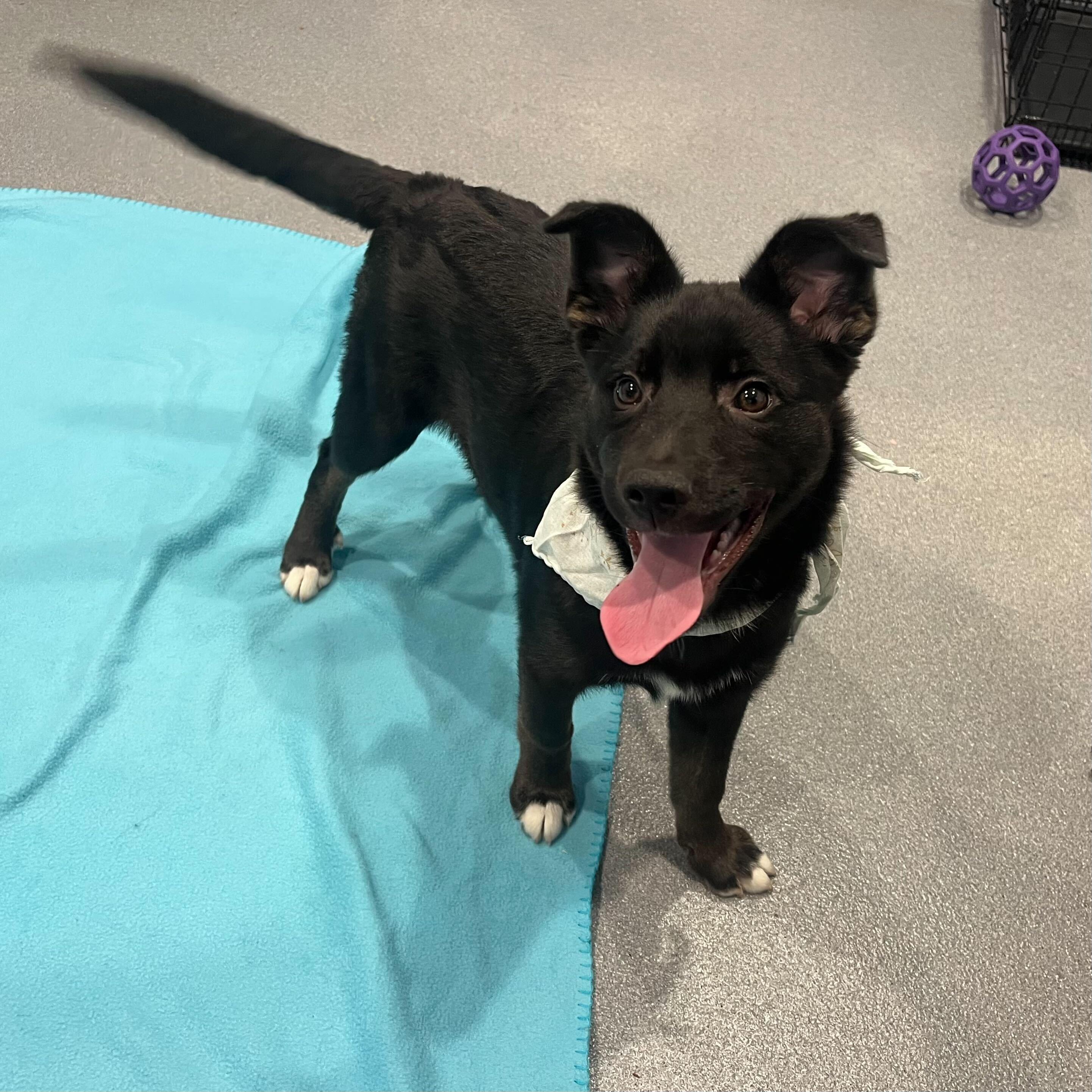 Meeney, an adoptable Mixed Breed in Canal Winchester, OH image 3/4