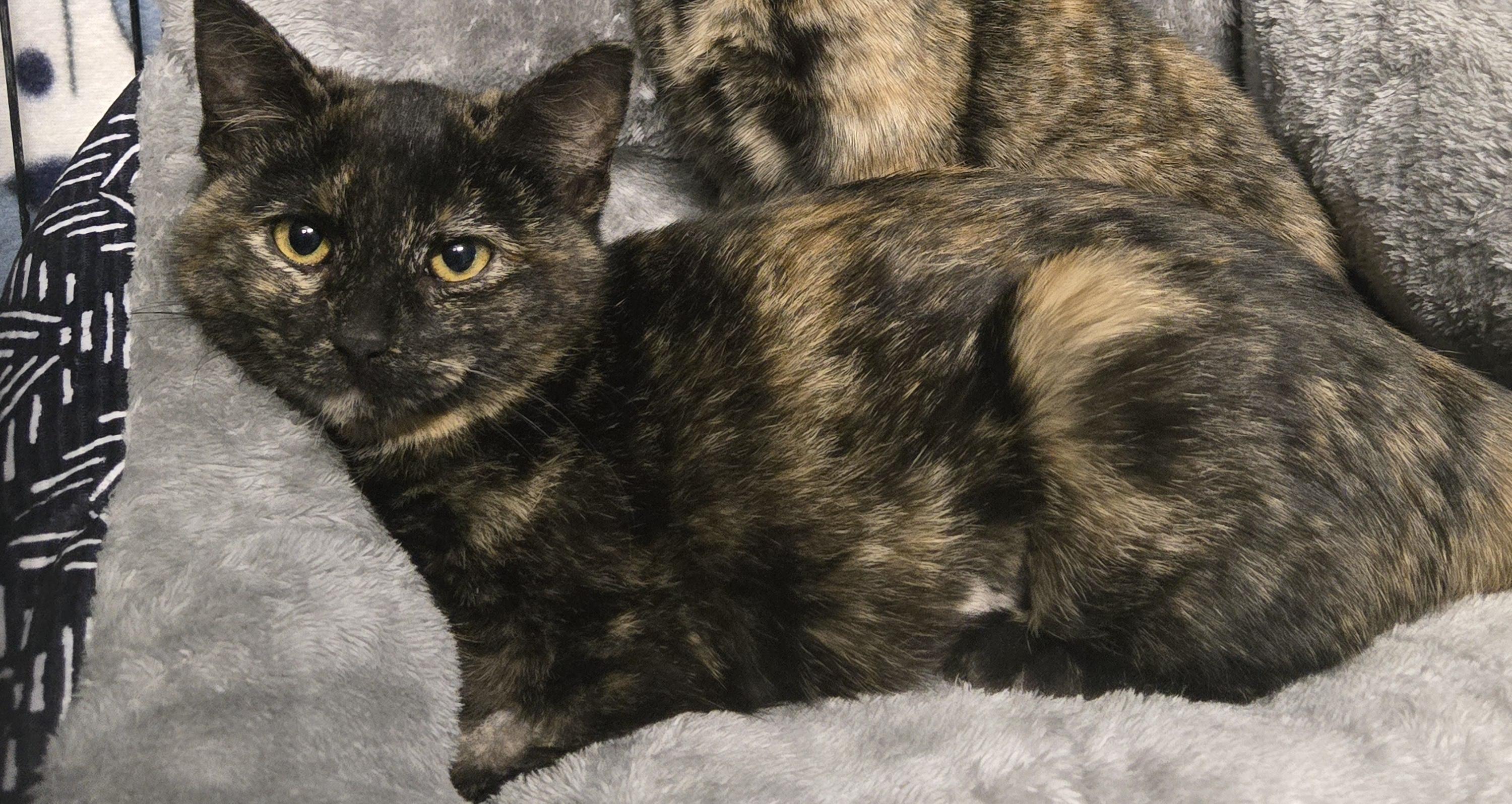 Tigger, a Adoptable Domestic Short Hair in Reeseville, WI image 3/3