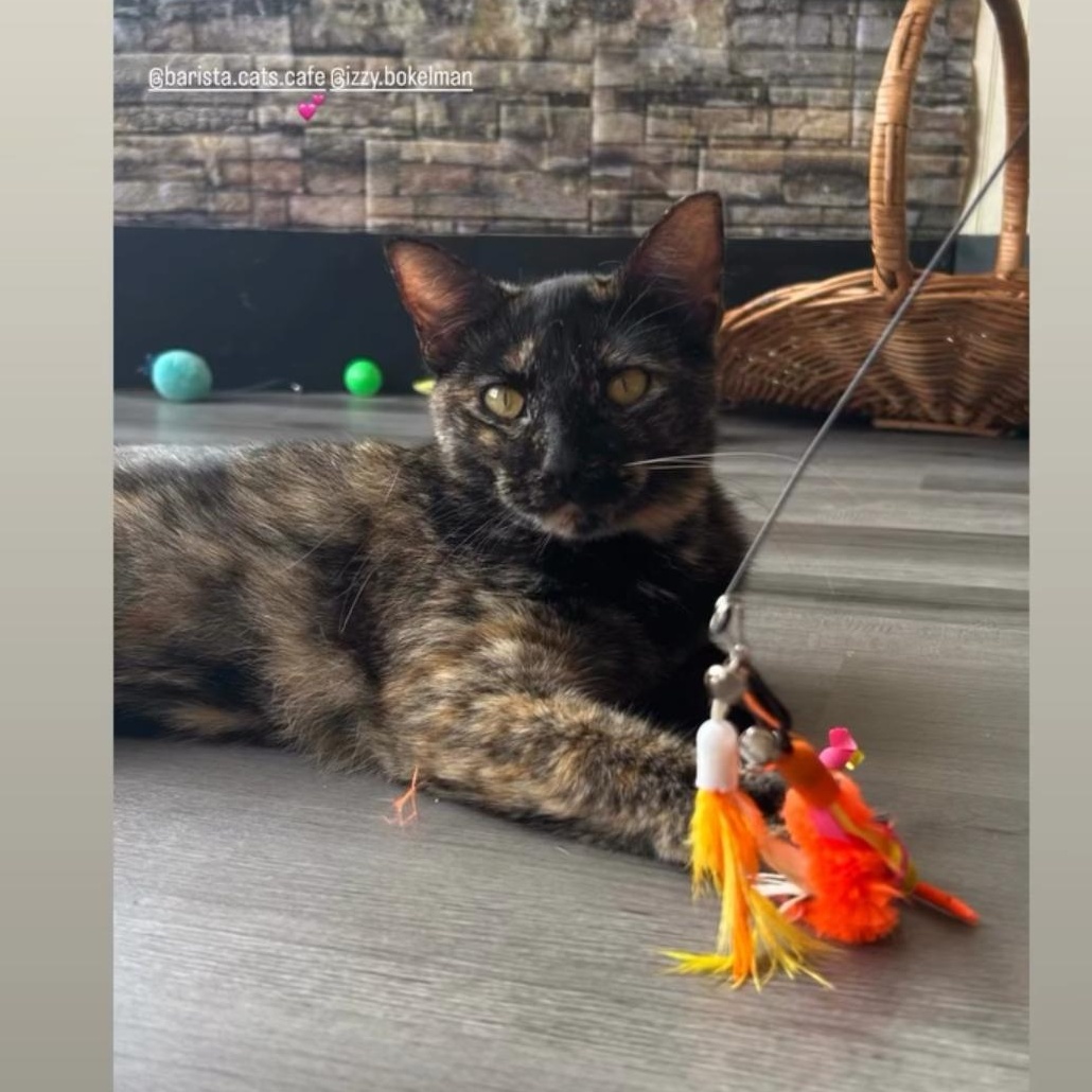 Tigger, Adoptable, Young Female Domestic Short Hair.