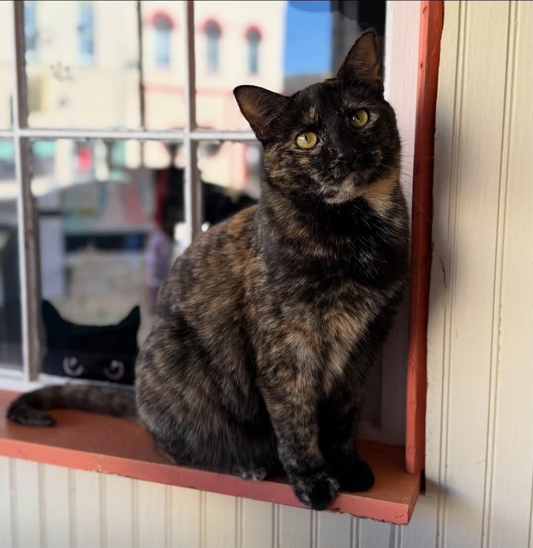 Tigger, Adoptable, Young Female Tortoiseshell.