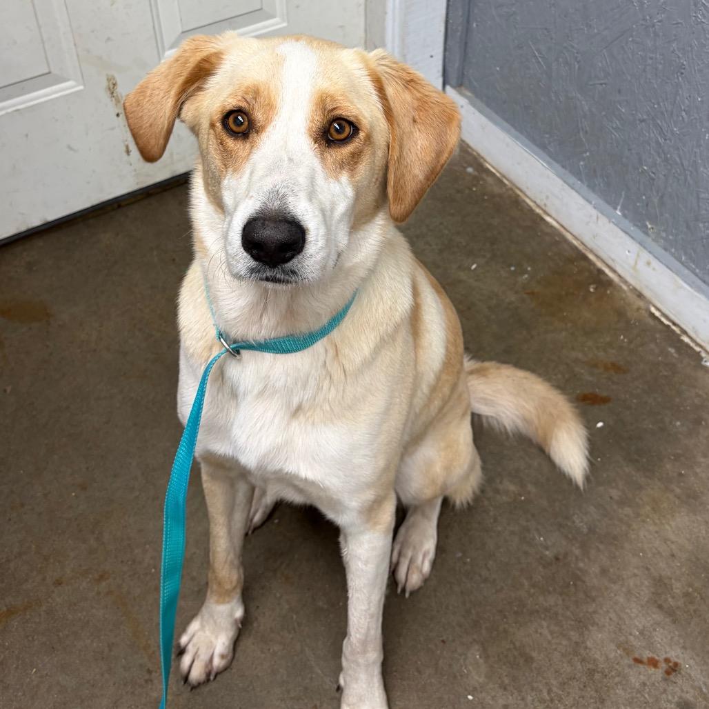 Maggie, Adoptable, Young Female Border Collie & Mixed Breed.