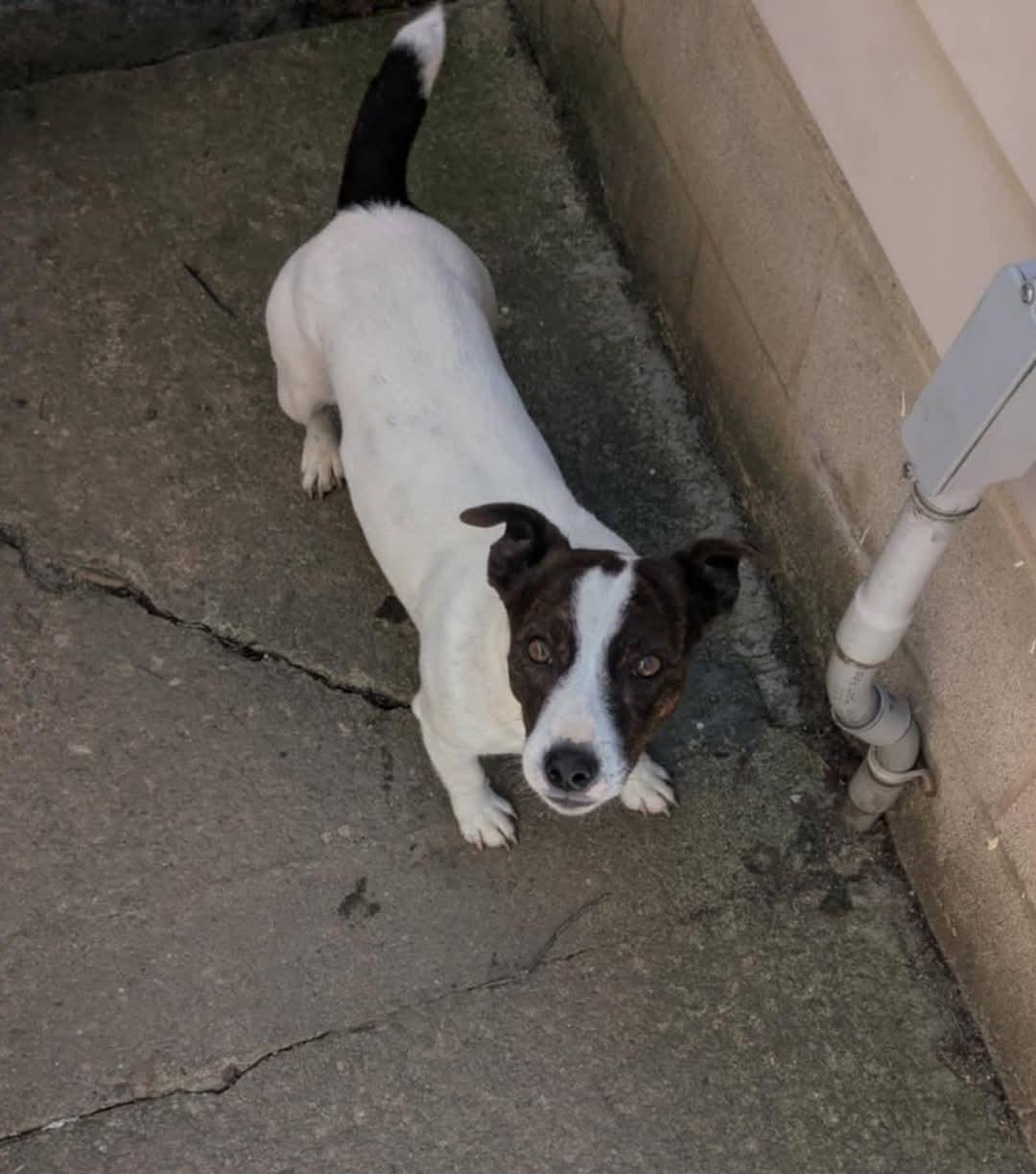 Jackson in Toledo, Ohio, a Adopted Jack Russell Terrier in Toledo, OH image 2/3
