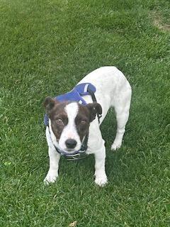 Jackson in Toledo, Ohio, Adopted, Adult Male Jack Russell Terrier.