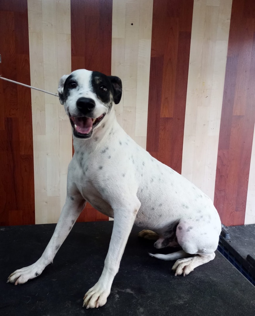 Lucas, a Adoptable mixed breed in Brooklyn, CT image 6/12