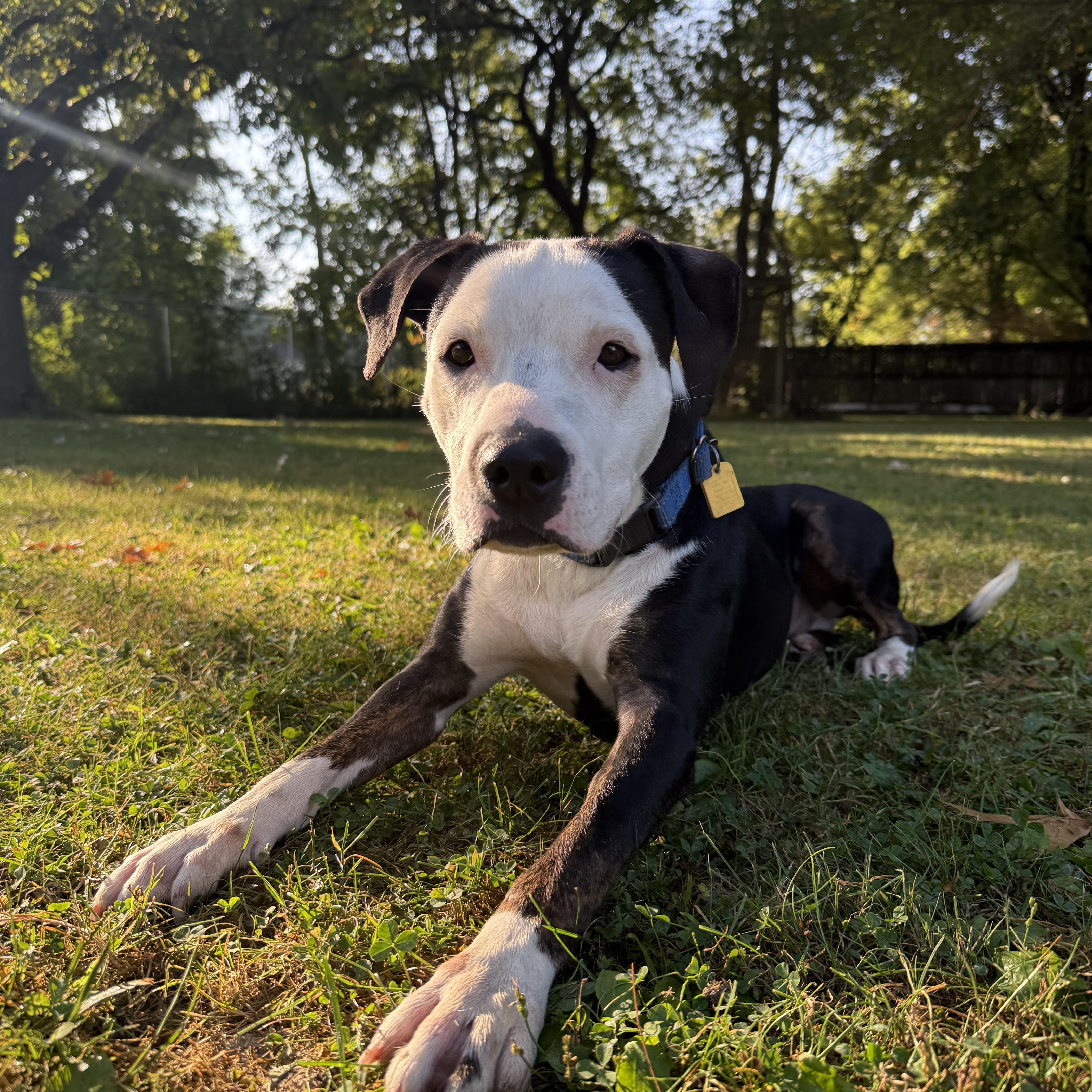 Butch, adopted, Young Male Pit Bull Terrier.