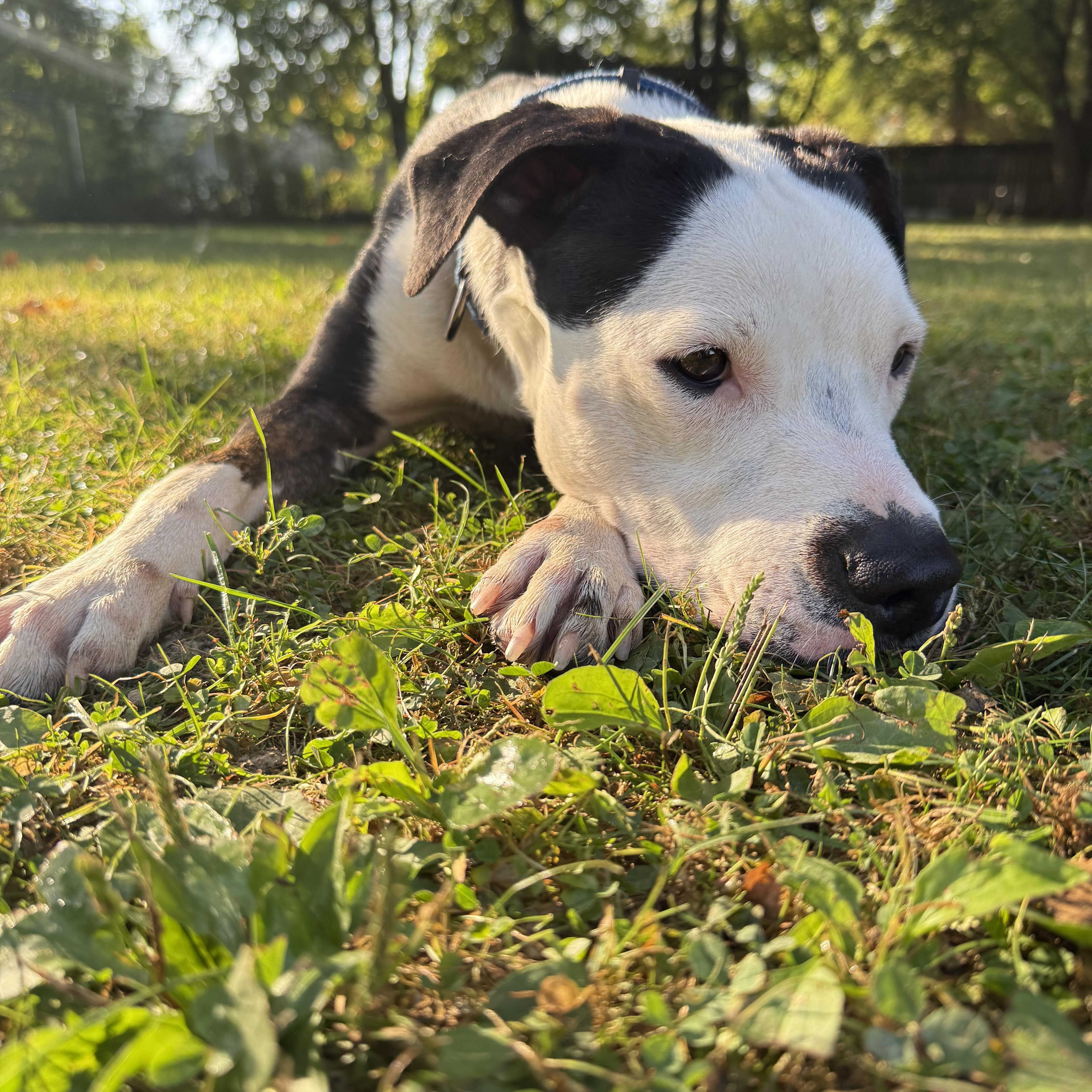 Butch, an adopted mixed breed in Valley City, OH image 4/5