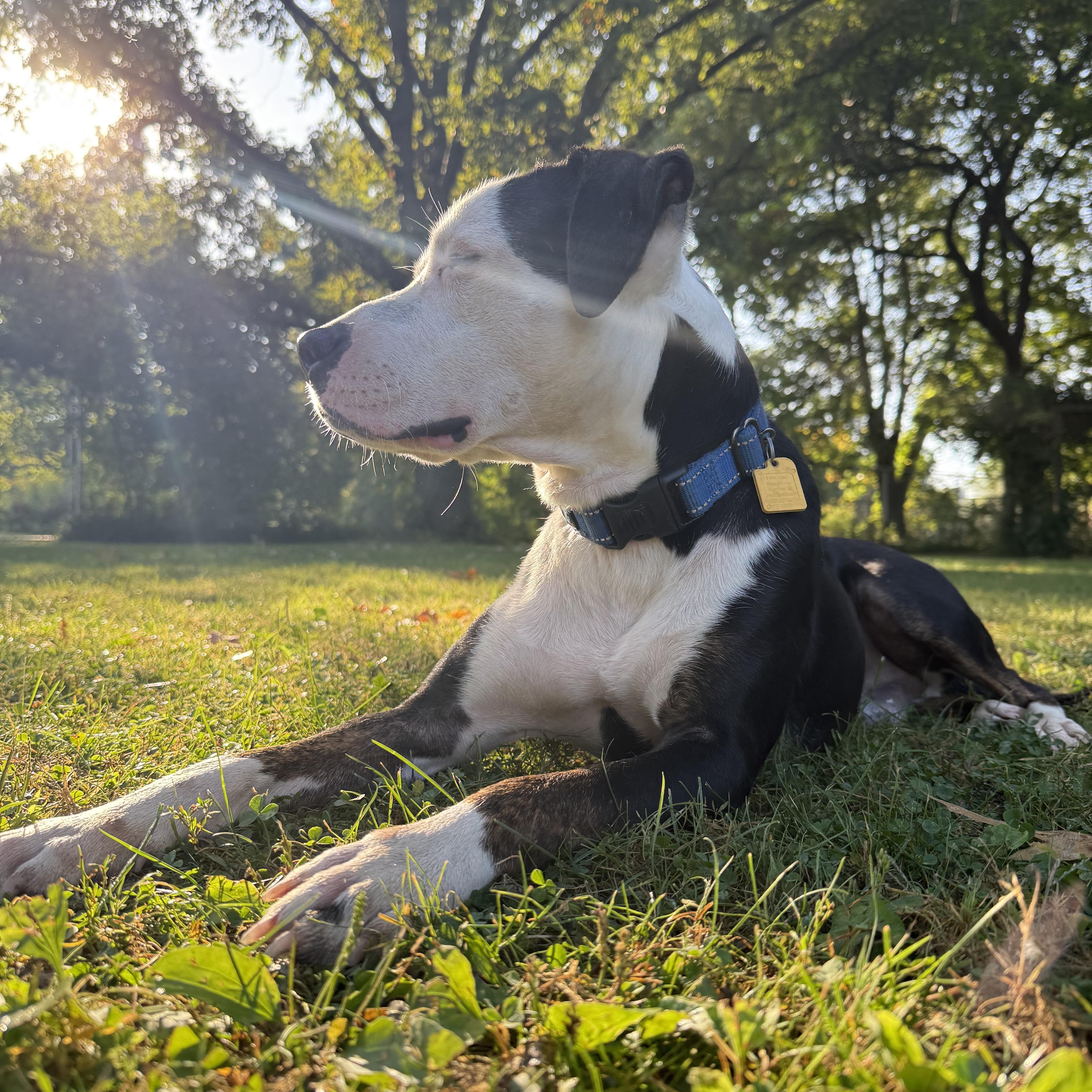 Butch, an adopted mixed breed in Valley City, OH image 5/5