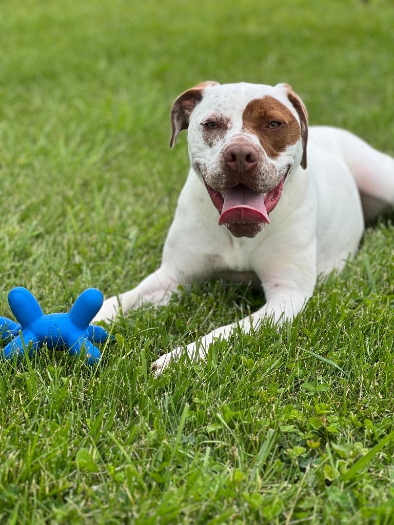 Winston, Adoptable, Young Male Terrier.