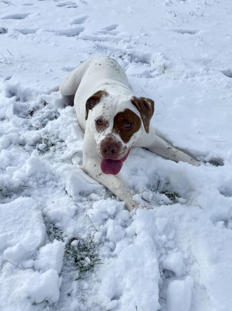 Winston, a Adoptable mixed breed in Hartford City, IN image 1/6