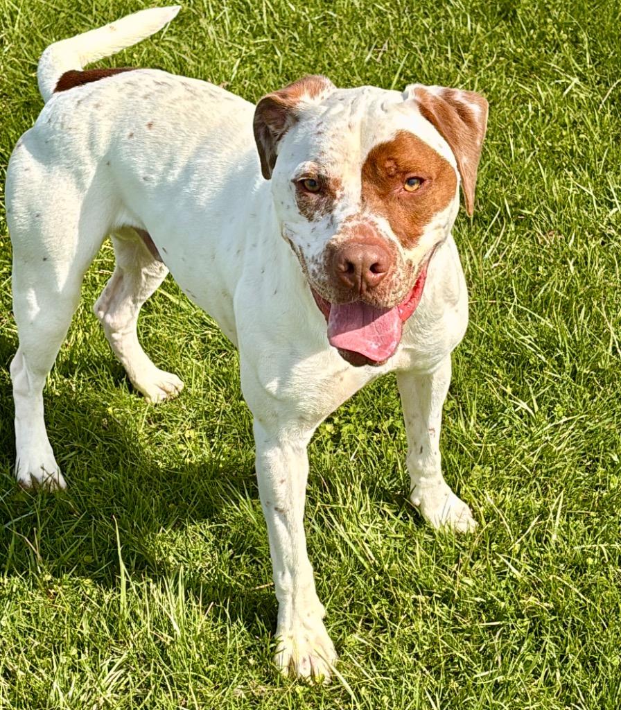 Enlarge Winston, a Adoptable mixed breed in Hartford City, IN image 3/6