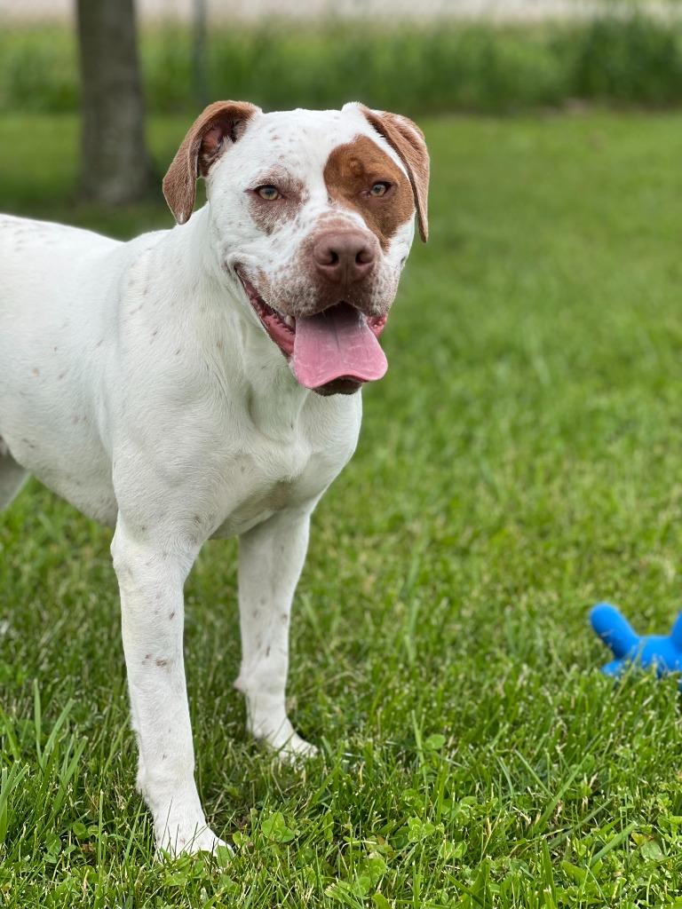 Enlarge Winston, a Adoptable mixed breed in Hartford City, IN image 4/6