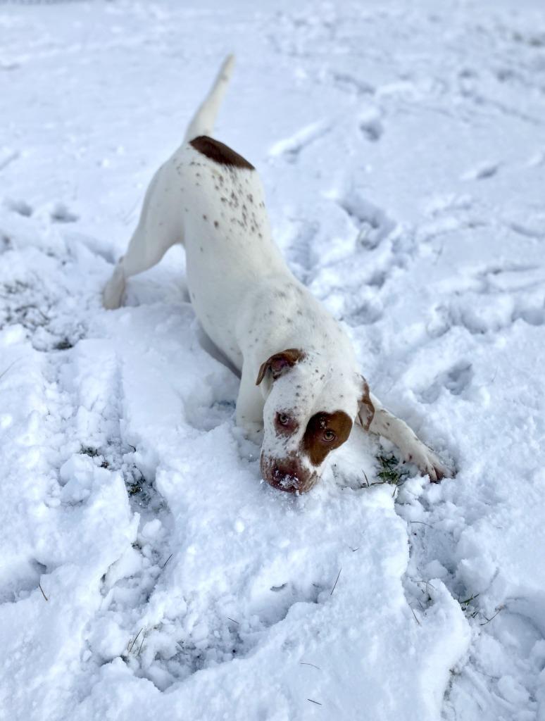 Enlarge Winston, a Adoptable mixed breed in Hartford City, IN image 5/6