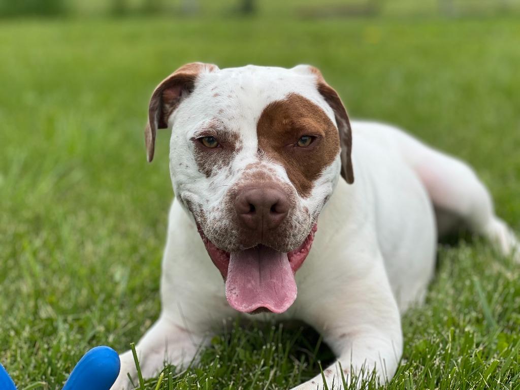 Enlarge Winston, a Adoptable mixed breed in Hartford City, IN image 6/6