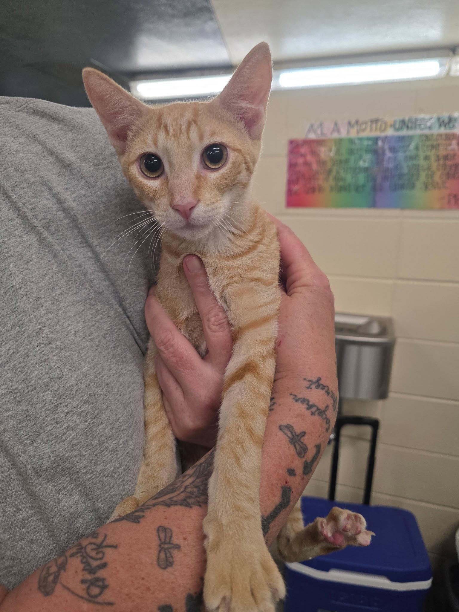 Enlarge Archer, a Adopted Domestic Short Hair in Jackson, MS image 1/1