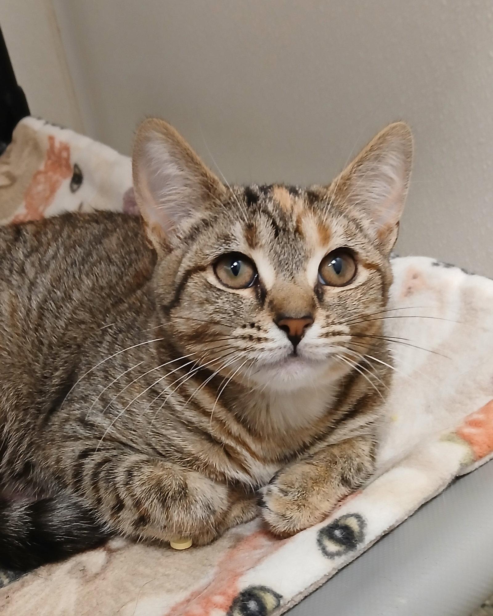 Enlarge Terracotta, a Adoptable mixed breed in Bay City, MI image 1/1