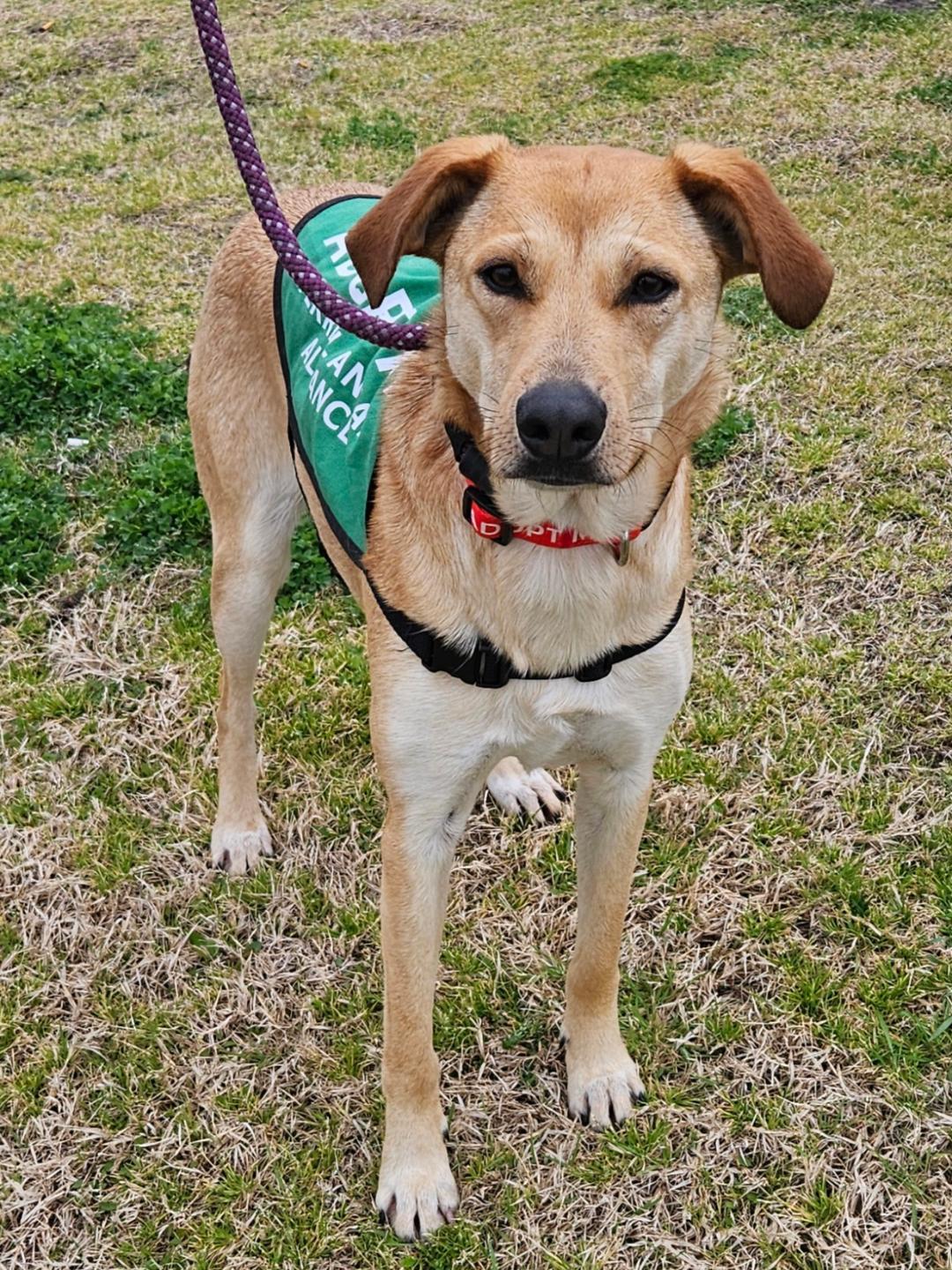 Sheryl, Adult Female Terrier