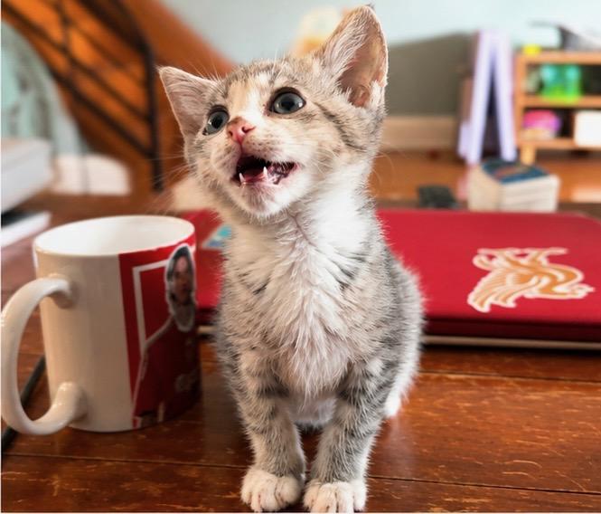 Shenandoah, ADOPTABLE, Kitten Female Domestic Short Hair.