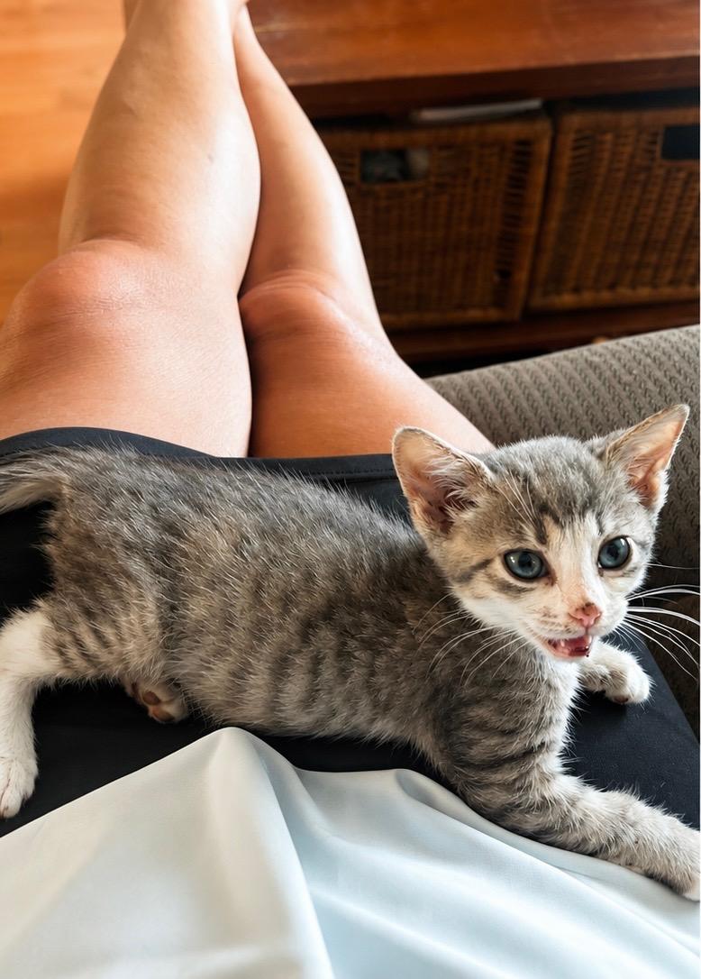 Enlarge Shenandoah, a ADOPTABLE Domestic Short Hair in Haddon Heights, NJ image 3/3