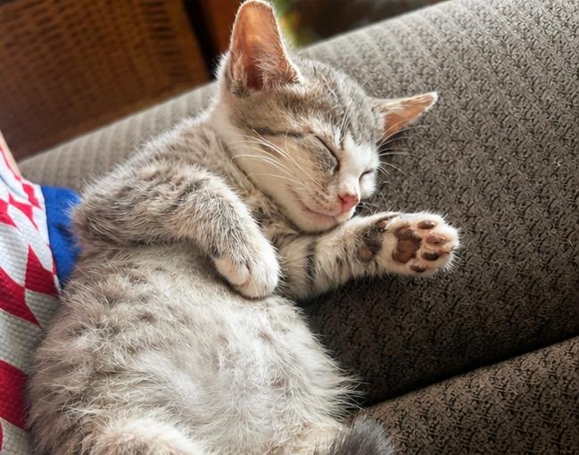 Enlarge Shenandoah, a ADOPTABLE Domestic Short Hair in Haddon Heights, NJ image 2/3