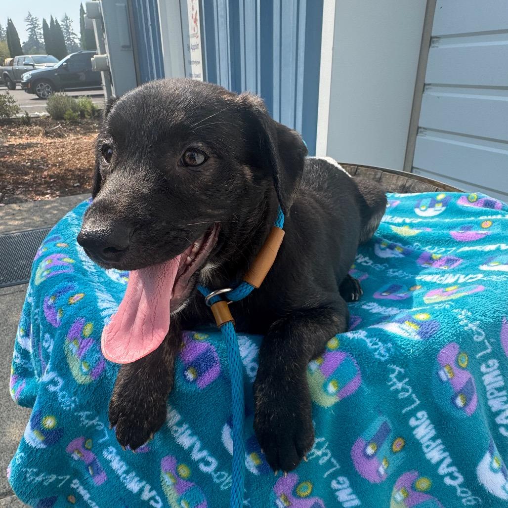 Elvis, Adoptable, Puppy Male Pit Bull Terrier & Mixed Breed.