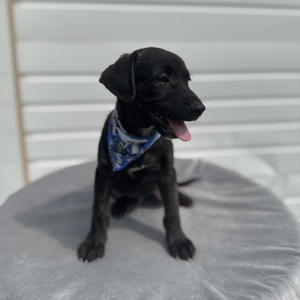 Elvis, a Adoptable mixed breed in Newberg, OR image 3/6