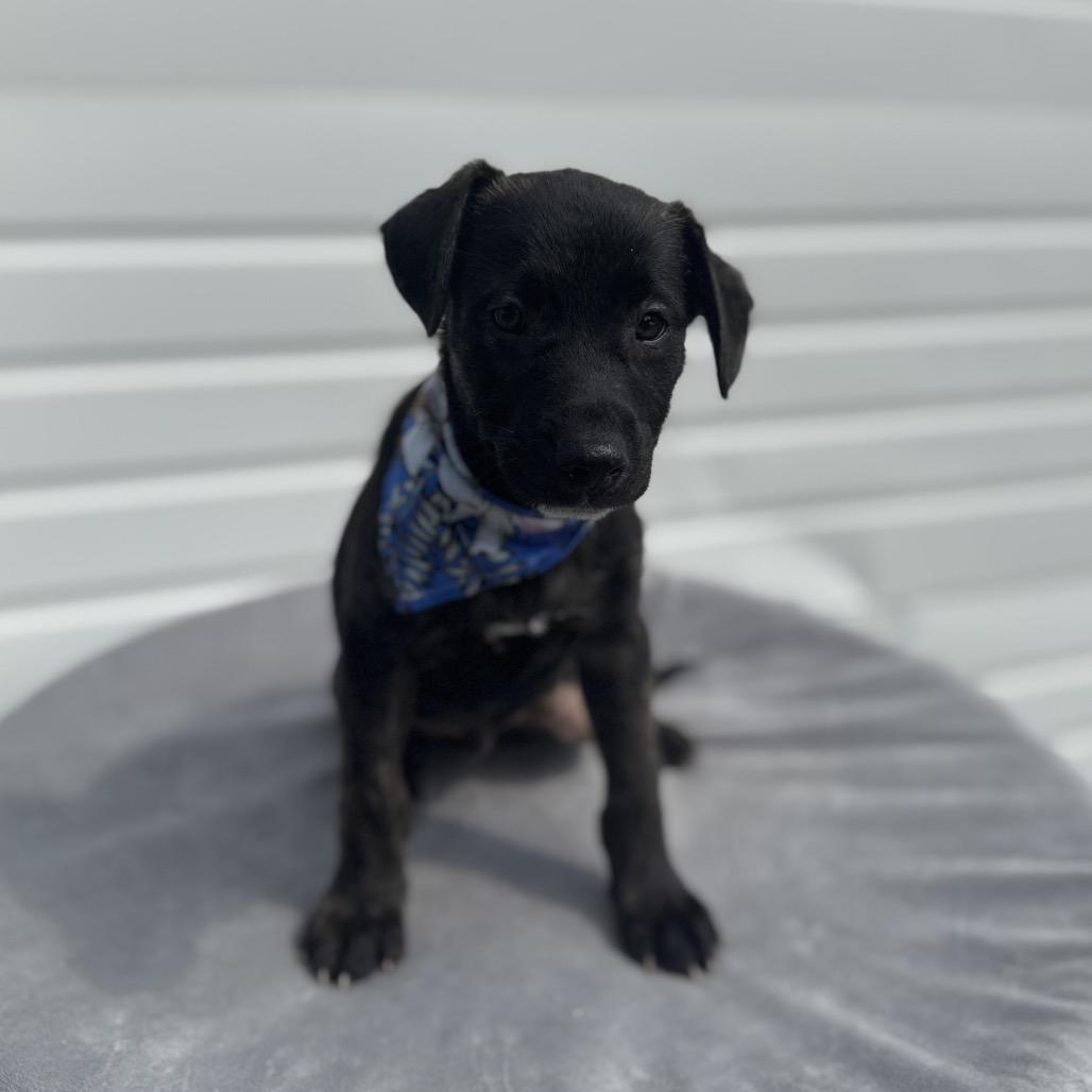 Elvis, a Adoptable mixed breed in Newberg, OR image 4/6