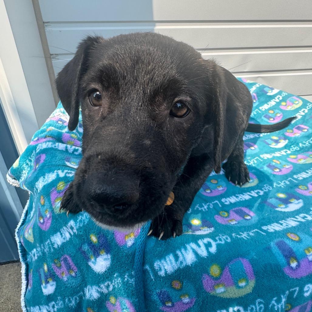 Elvis, a Adoptable mixed breed in Newberg, OR image 5/6