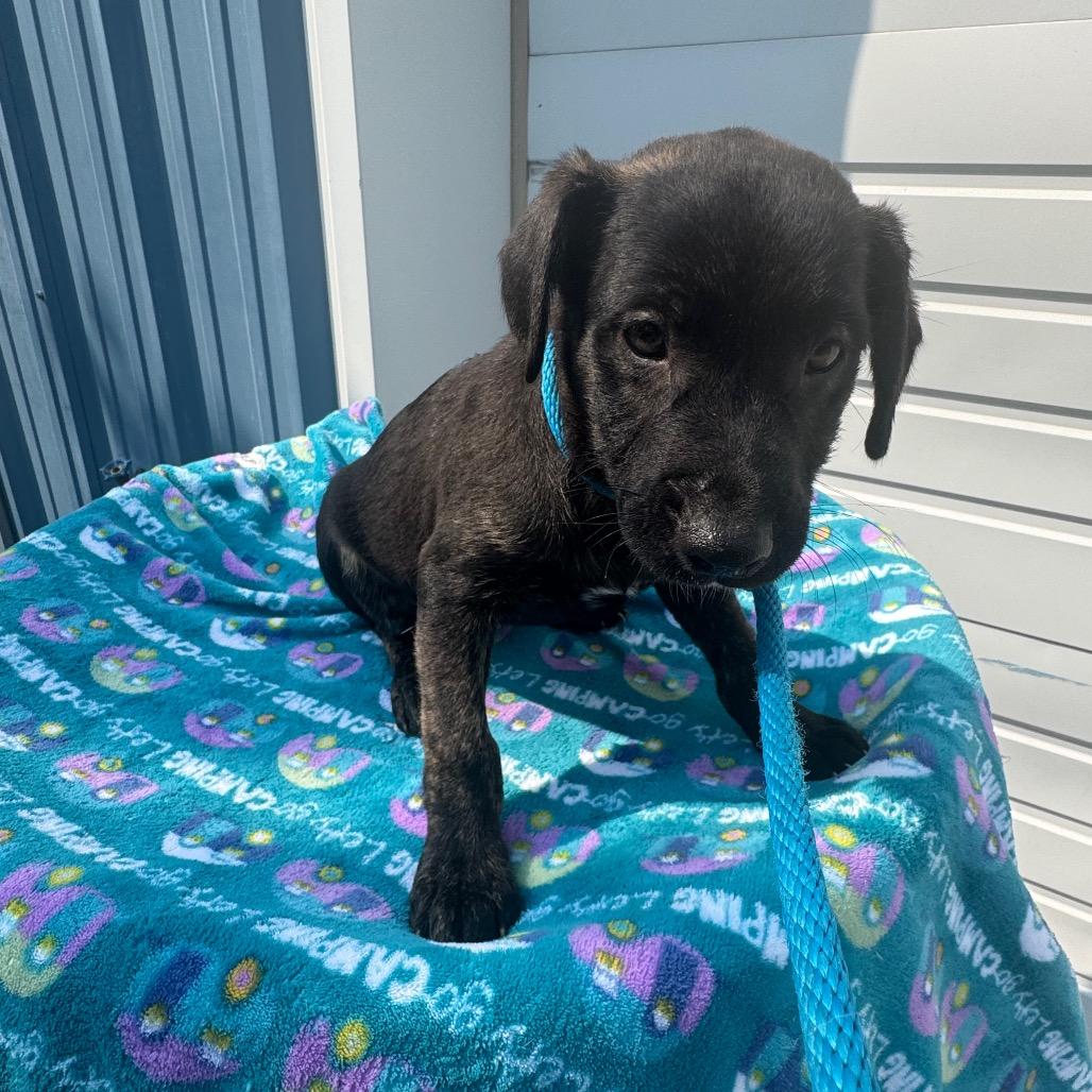 Elvis, a Adoptable mixed breed in Newberg, OR image 6/6
