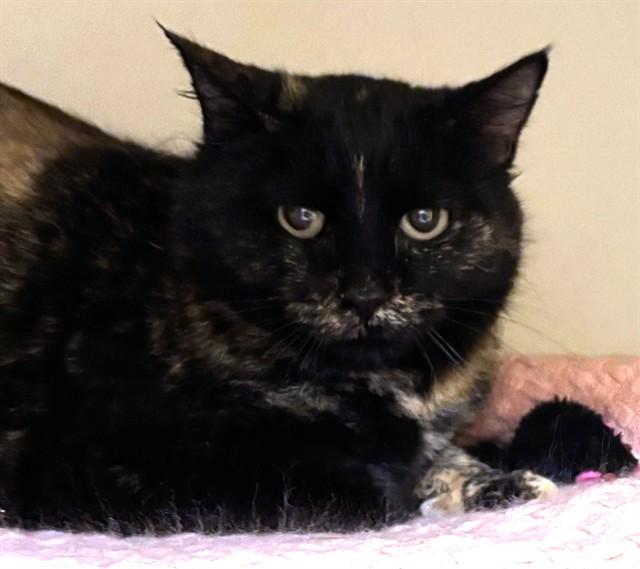 Enlarge TEENY, a Adoptable Domestic Short Hair in Dedham, MA image 1/1