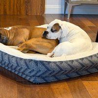 Enlarge Oscar, an adopted Boxer in Davis, CA image 4/6