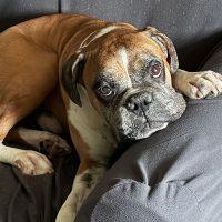 Oscar, adopted, Senior Male Boxer.