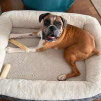 Enlarge Oscar, an adopted Boxer in Davis, CA image 3/6