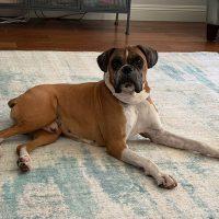 Enlarge Oscar, an adopted Boxer in Davis, CA image 2/6