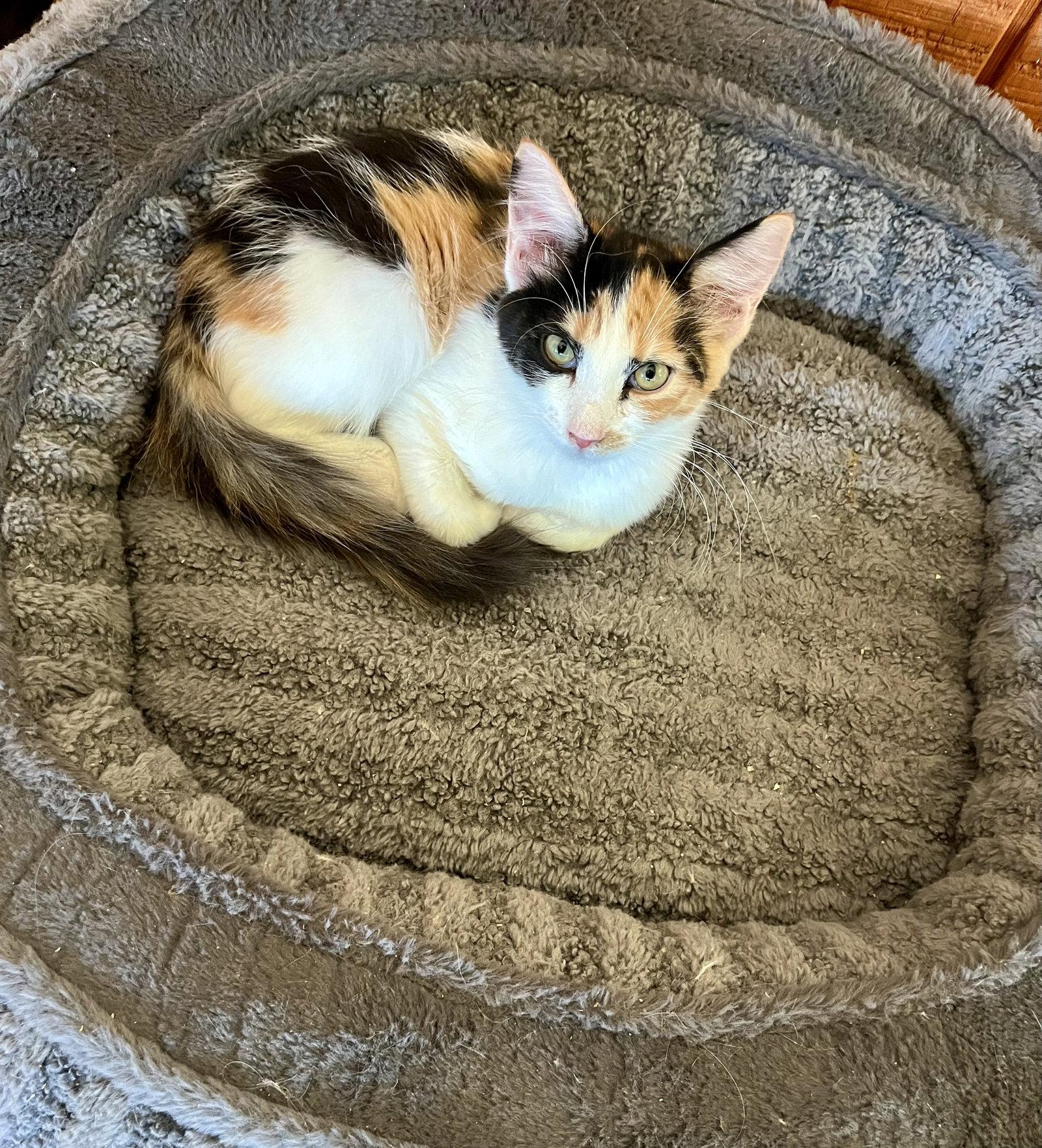 Shelby, Adopted, Kitten Female Calico.