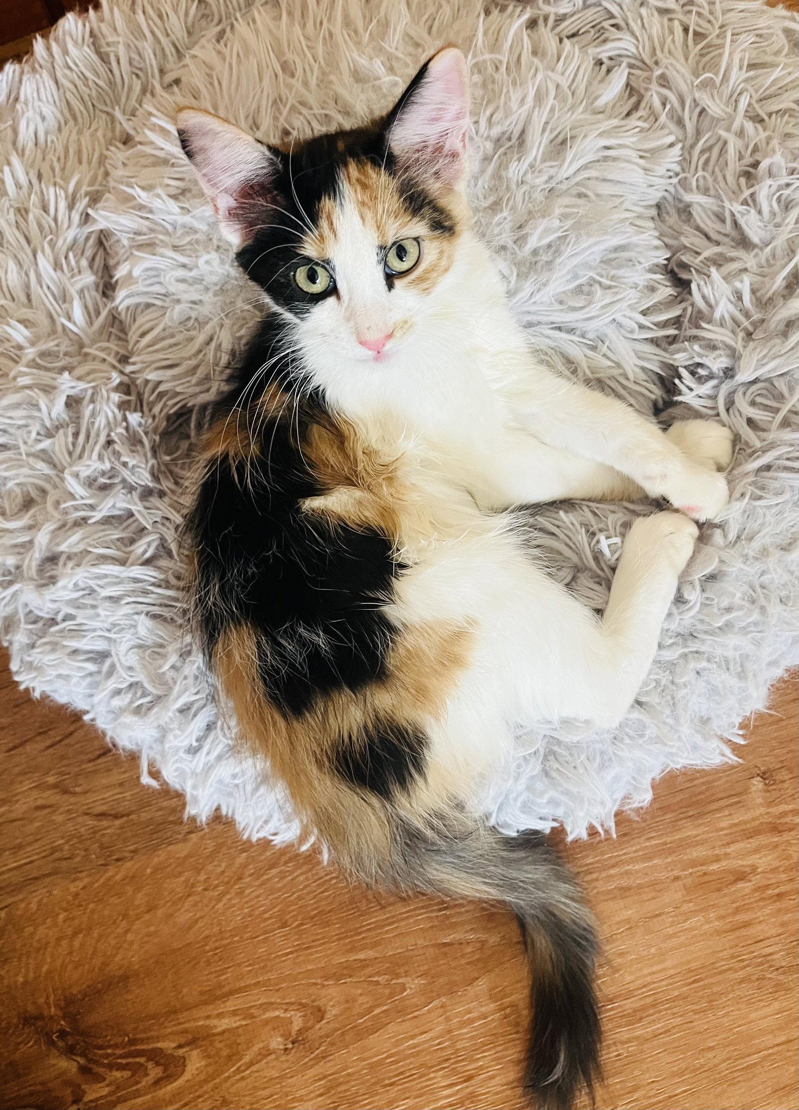 Enlarge Shelby, a Adopted Calico in Phoenix, AZ image 2/3