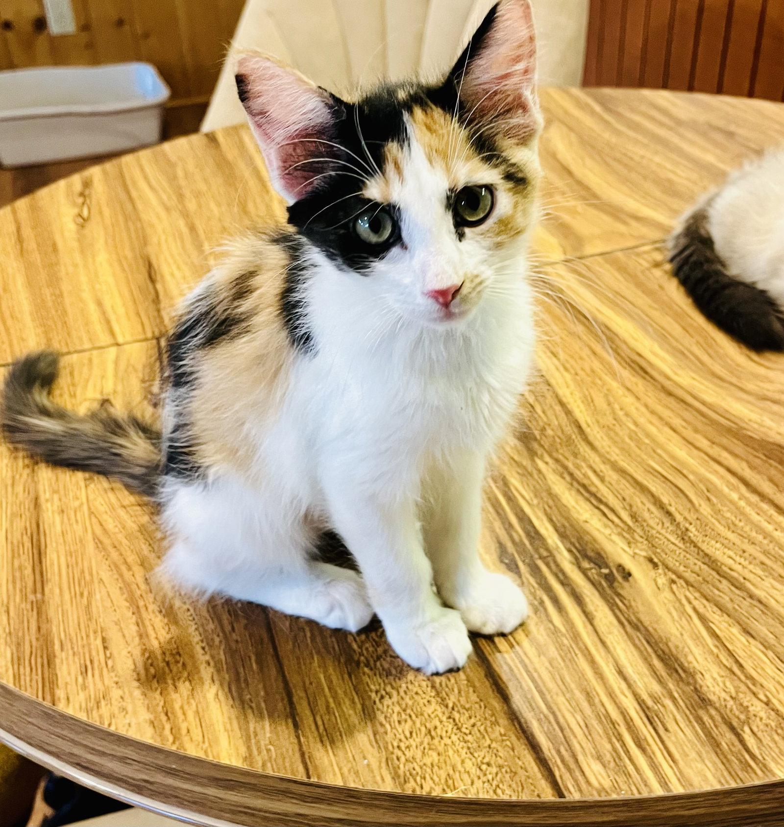 Enlarge Shelby, a Adopted Calico in Phoenix, AZ image 3/3