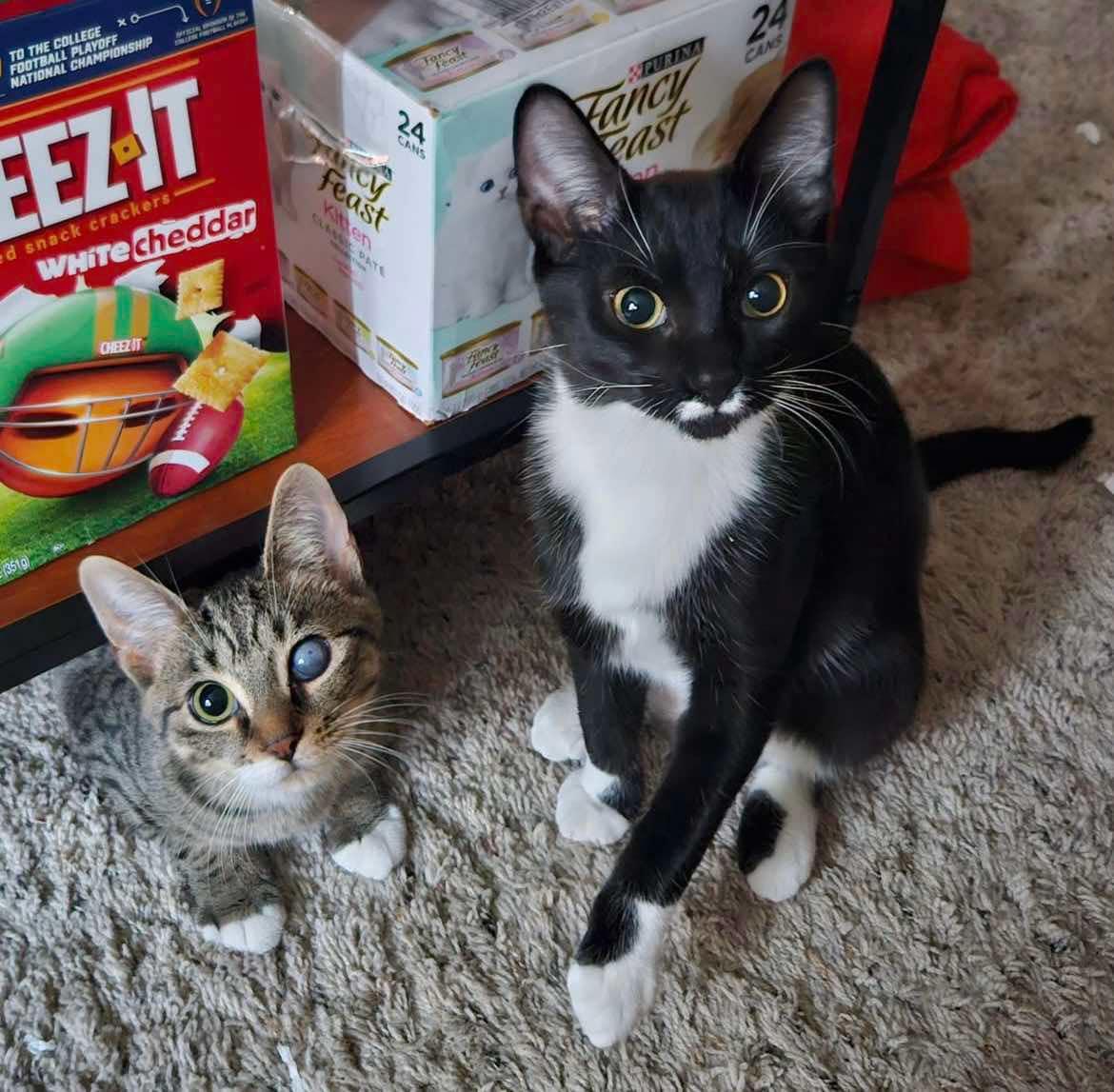 Trinidad (f) & Bali (f), Young Female Domestic Short Hair