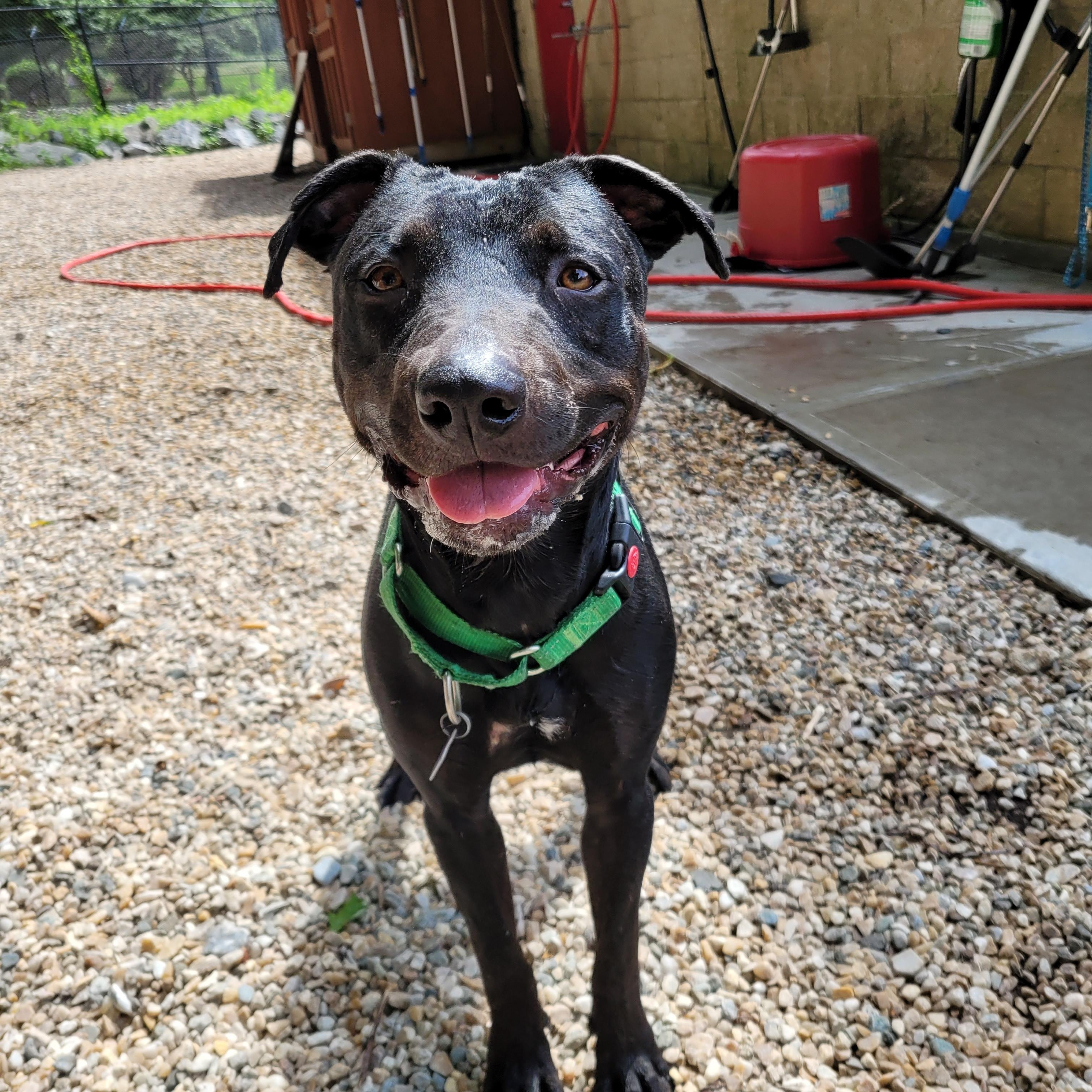 Enlarge Georgie, a Adoptable mixed breed in Middlebury, CT image 1/3