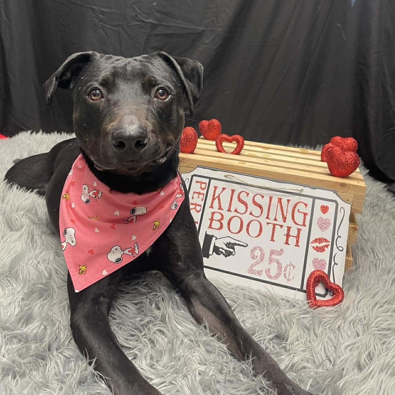 Georgie, a Adoptable mixed breed in Middlebury, CT image 4/4