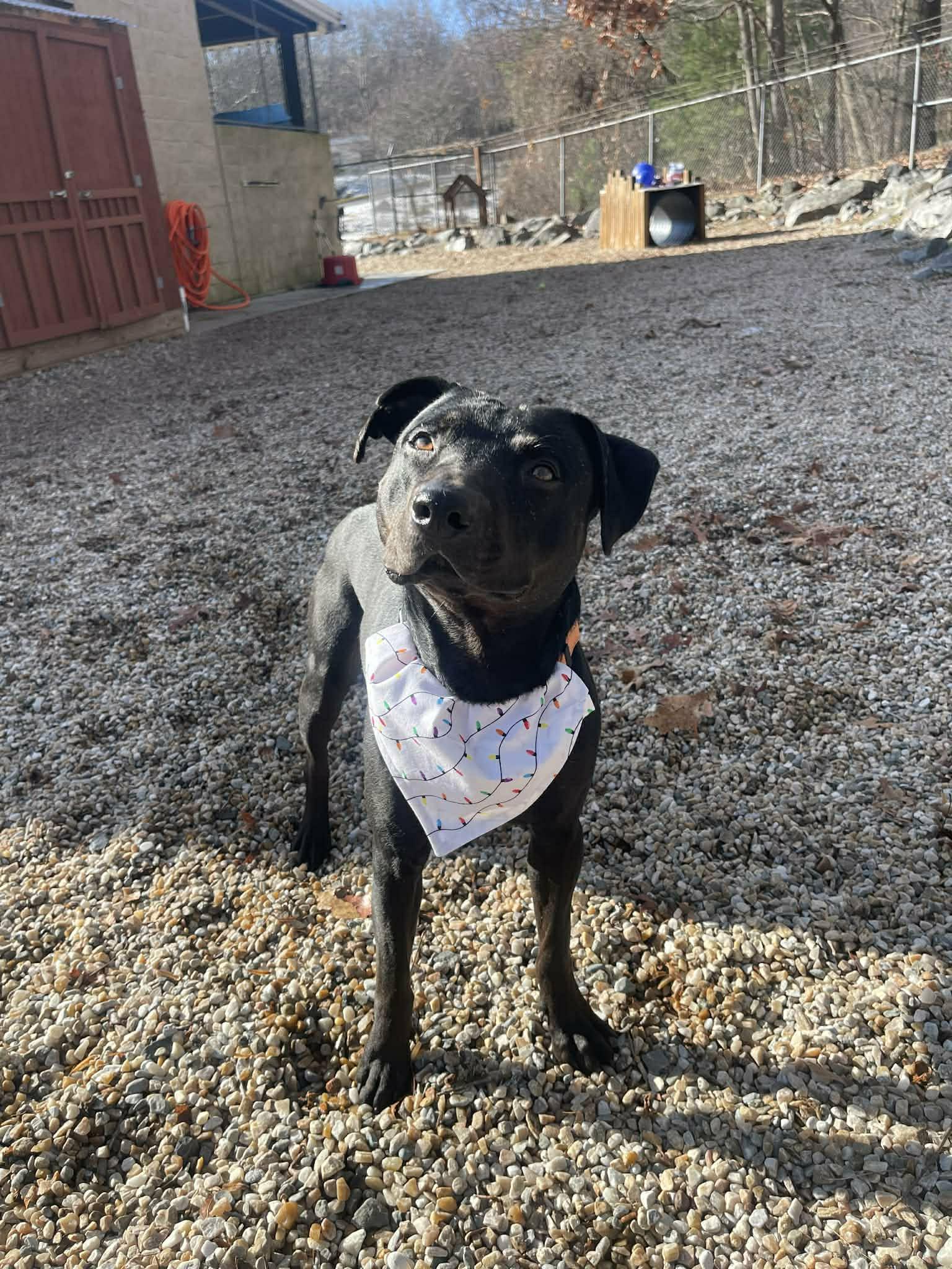 Enlarge Georgie, a Adoptable mixed breed in Middlebury, CT image 3/4