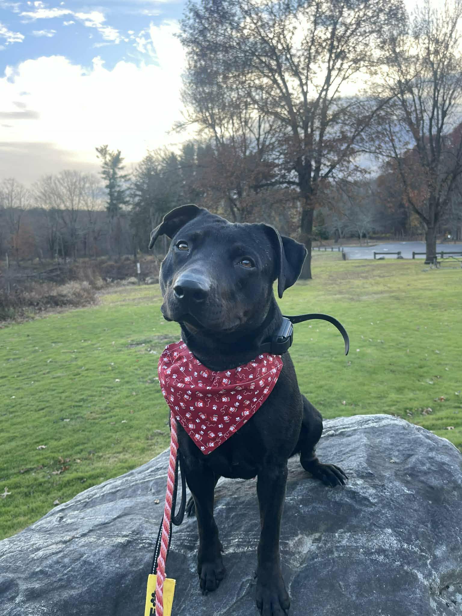 Georgie, Adoptable, Adult Male American Staffordshire Terrier & Black Labrador Retriever.