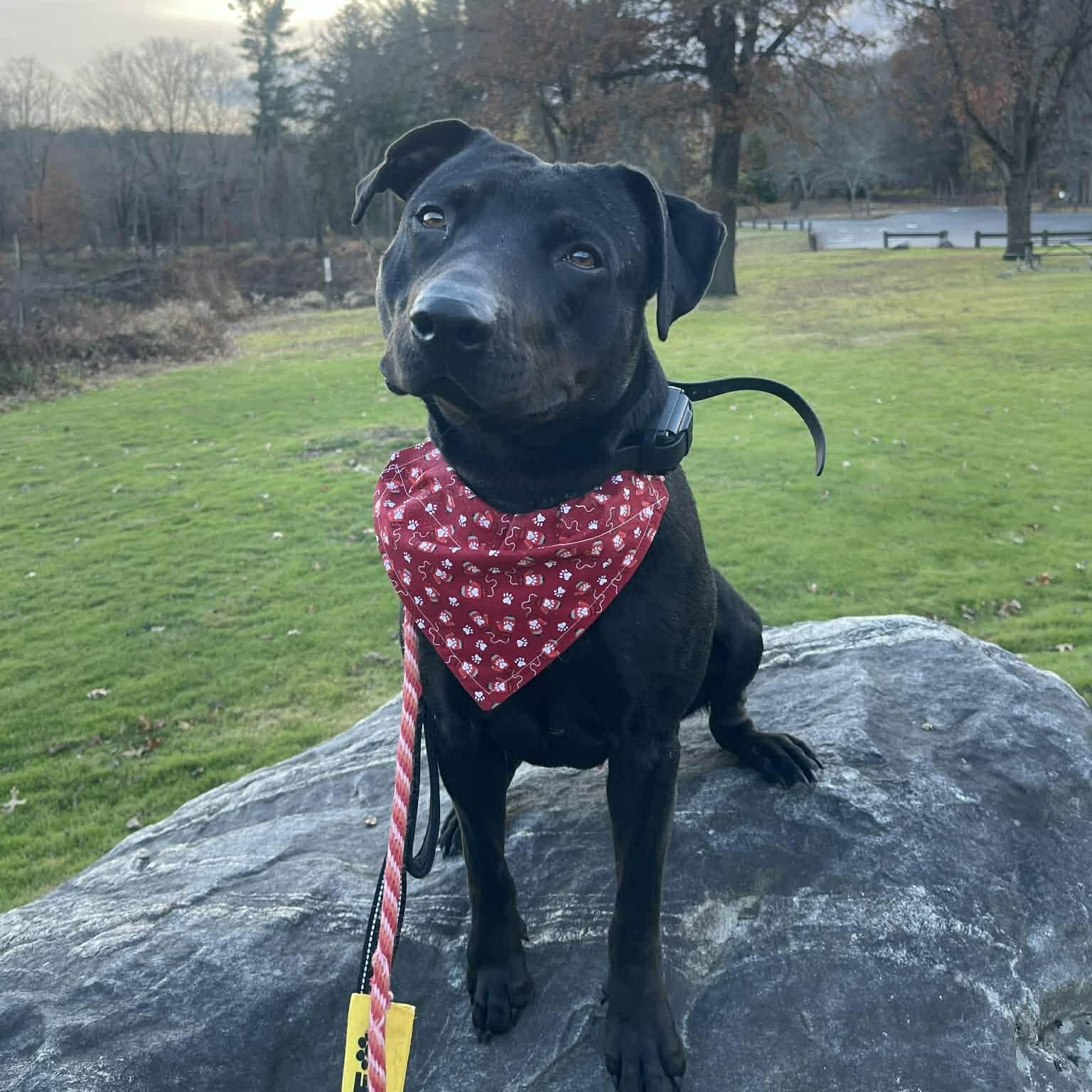 Georgie, a Adoptable mixed breed in Middlebury, CT image 1/4