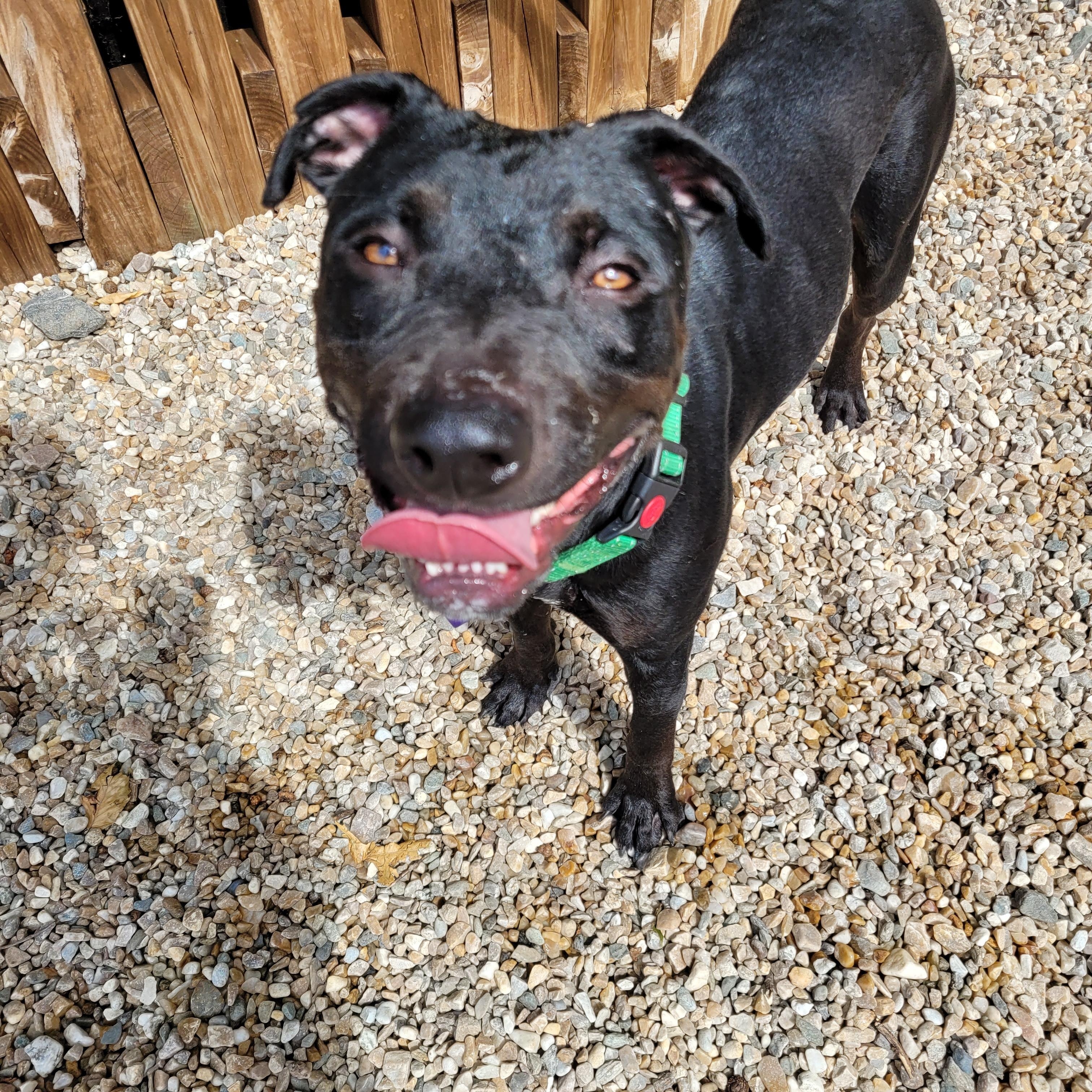 Enlarge Georgie, a Adoptable mixed breed in Middlebury, CT image 2/3