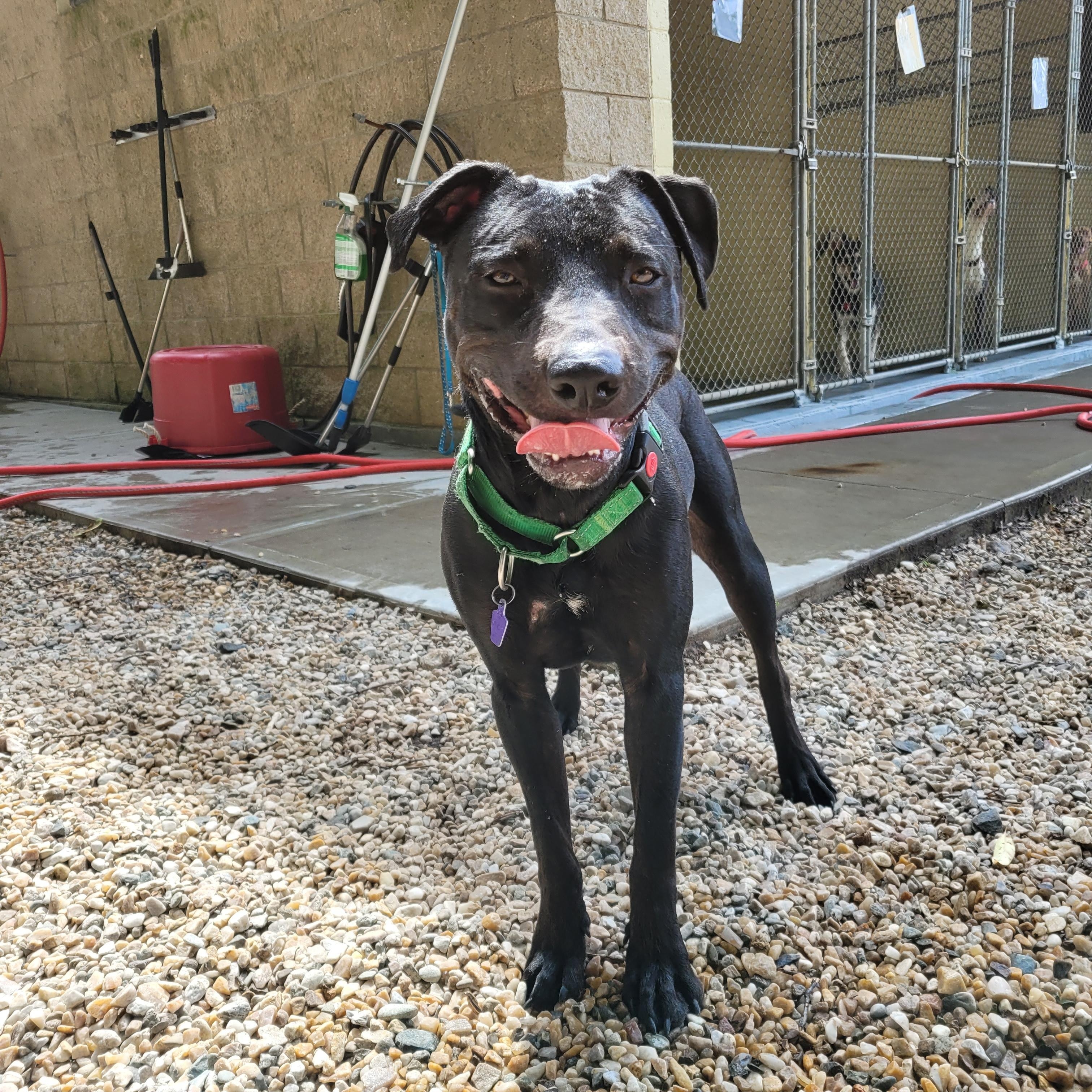 Enlarge Georgie, a Adoptable mixed breed in Middlebury, CT image 3/3