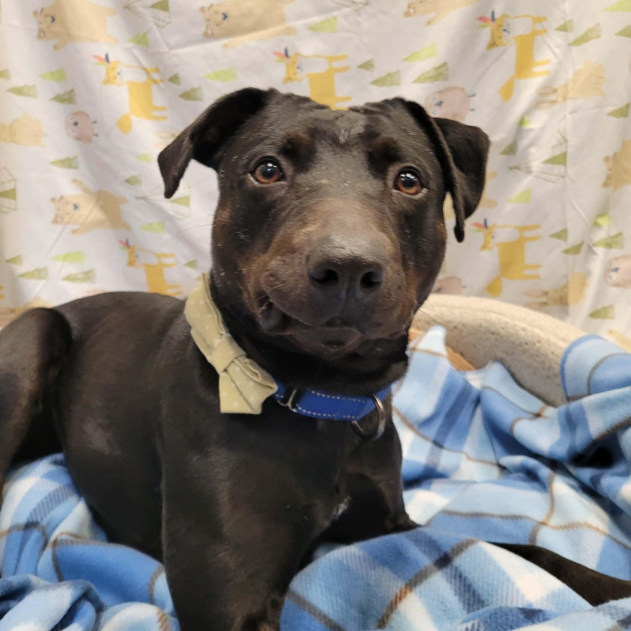Enlarge Georgie, a Adoptable mixed breed in Middlebury, CT image 1/5