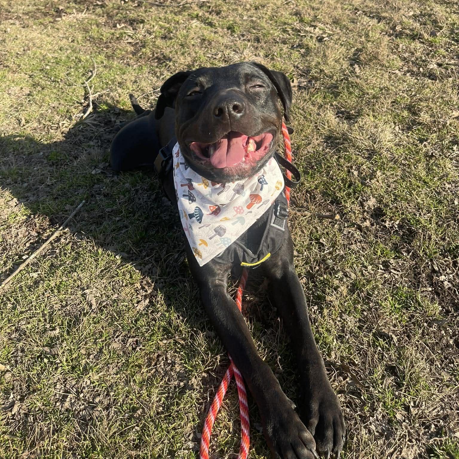 Georgie, a Adoptable mixed breed in Middlebury, CT image 3/4