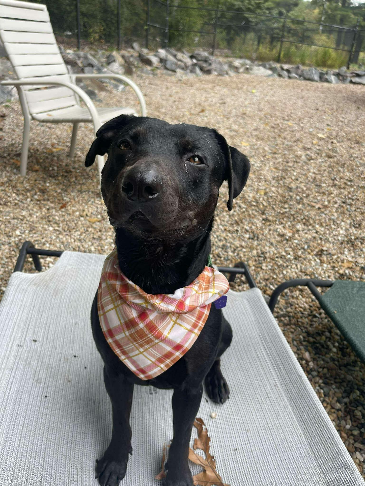 Enlarge Georgie, a Adoptable mixed breed in Middlebury, CT image 4/4