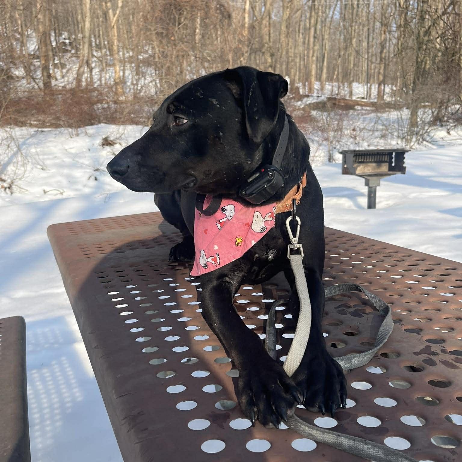 Georgie, a Adoptable mixed breed in Middlebury, CT image 2/4